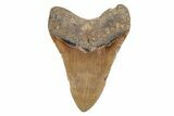 5.36" Fossil Megalodon Tooth - North Carolina - #201746-2
